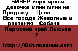 БИВЕР йорк яркая девочка мини мини на Продажу! › Цена ­ 45 000 - Все города Животные и растения » Собаки   . Пермский край,Лысьва г.